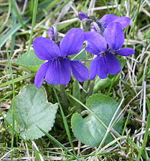 220px-Viola_odorata_Garden_060402Aw.jpg