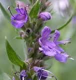 hyssop.jpg